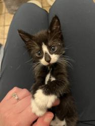 Shelter Stray Female Cat last seen Near Stafford St, 21223, MD, 301 Stockholm St, Baltimore, MD 21230, USA