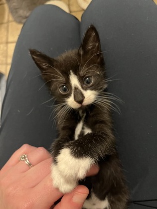 Shelter Stray Female Cat last seen Near Stafford St, 21223, MD, 301 Stockholm St, Baltimore, MD 21230, USA