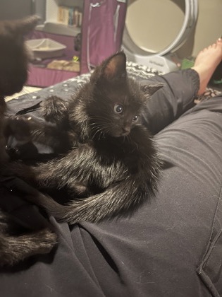 Shelter Stray Male Cat last seen Near Stafford St, 21223, MD, 301 Stockholm St, Baltimore, MD 21230, USA