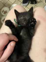 Shelter Stray Female Cat last seen Near Stafford St, 21223, MD, 301 Stockholm St, Baltimore, MD 21230, USA