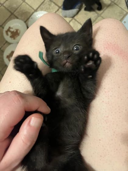Shelter Stray Female Cat last seen Near Stafford St, 21223, MD, 301 Stockholm St, Baltimore, MD 21230, USA