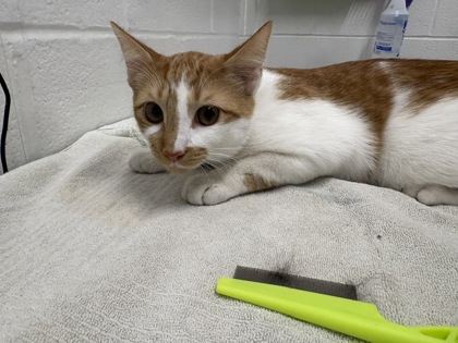 Shelter Stray Male Cat last seen Near Maple ave, 21218, MD, 301 Stockholm St, Baltimore, MD 21230, USA