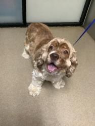 Shelter Stray Male Dog last seen Near malinda ln, East District, TX, 355 Hillshire Dr, Haslet, TX 76052, USA