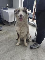 Shelter Stray Male Dog last seen Near Jacksboro Hwy, North District, TX, 355 Hillshire Dr, Haslet, TX 76052, USA