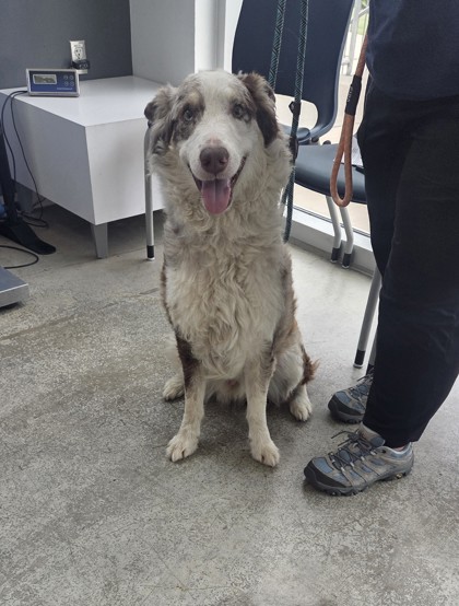 Shelter Stray Male Dog last seen Near Jacksboro Hwy, North District, TX, 355 Hillshire Dr, Haslet, TX 76052, USA