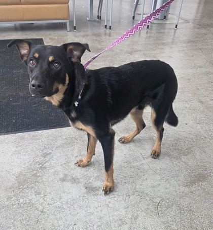 Shelter Stray Male Dog last seen Near W J Boaz Rd, North District, TX, 355 Hillshire Dr, Haslet, TX 76052, USA