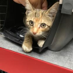 Shelter Stray Female Cat last seen Near Cutter Hill Ave, South District, TX, 355 Hillshire Dr, Haslet, TX 76052, USA