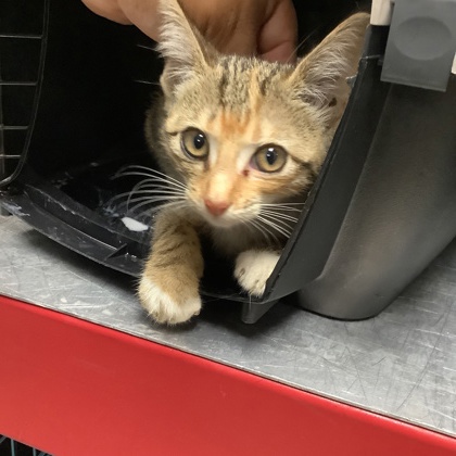 Shelter Stray Female Cat last seen Near Cutter Hill Ave, South District, TX, 355 Hillshire Dr, Haslet, TX 76052, USA
