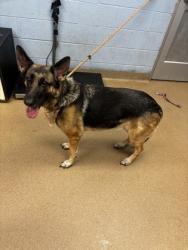 Shelter Stray Female Dog last seen Near Pleasantdale Crossing, 30340, GA, 3280 Chamblee Dunwoody Rd, Chamblee, GA 30341, USA