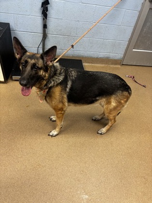 Shelter Stray Female Dog last seen Near Pleasantdale Crossing, 30340, GA, 3280 Chamblee Dunwoody Rd, Chamblee, GA 30341, USA