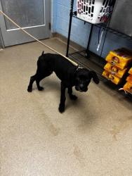 Shelter Stray Male Dog last seen Near San Gabriel Ave, 30032, GA, 3280 Chamblee Dunwoody Rd, Chamblee, GA 30341, USA