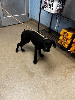 Shelter Stray Male Dog last seen Near San Gabriel Ave, 30032, GA, 3280 Chamblee Dunwoody Rd, Chamblee, GA 30341, USA