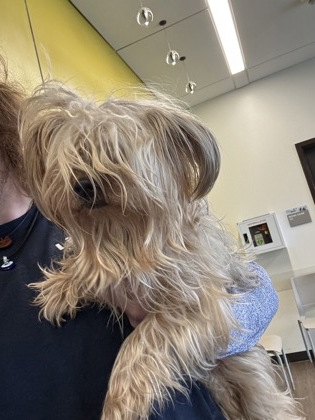 Shelter Stray Female Dog last seen Near Peachtree Center Avenue, Atlanta, GA, 1251 Fulton Industrial Blvd NW, Atlanta, GA 30336, USA