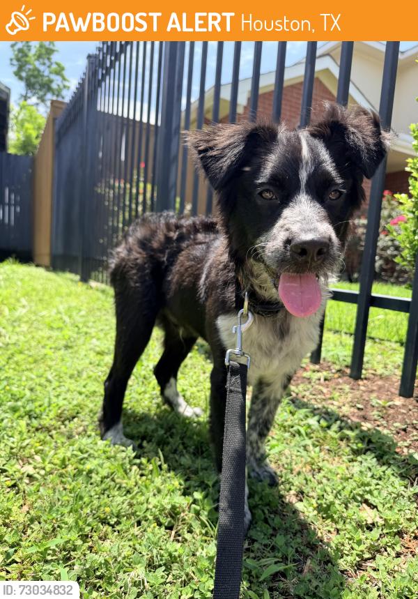 Found/Stray Male Dog last seen Milby and Leeland, Houston, TX 77023