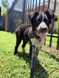 Found/Stray Male Dog last seen Milby and Leeland, Houston, TX 77023