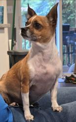 Lost Female Dog last seen Near 116th Ave, by Paradise neighborhood entrance., South Hill, WA 98373