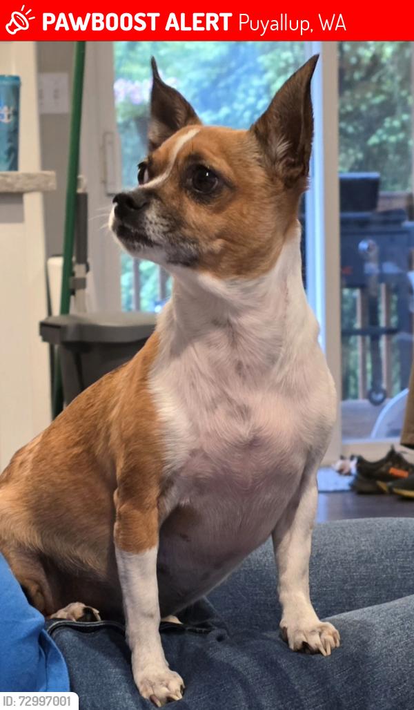 Lost Female Dog last seen Near 116th Ave, by Paradise neighborhood entrance., South Hill, WA 98373