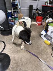 Found/Stray Male Dog last seen Sw 24th and hwy 76, Newcastle, OK 73010