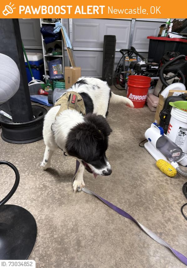 Found/Stray Male Dog last seen Sw 24th and hwy 76, Newcastle, OK 73010