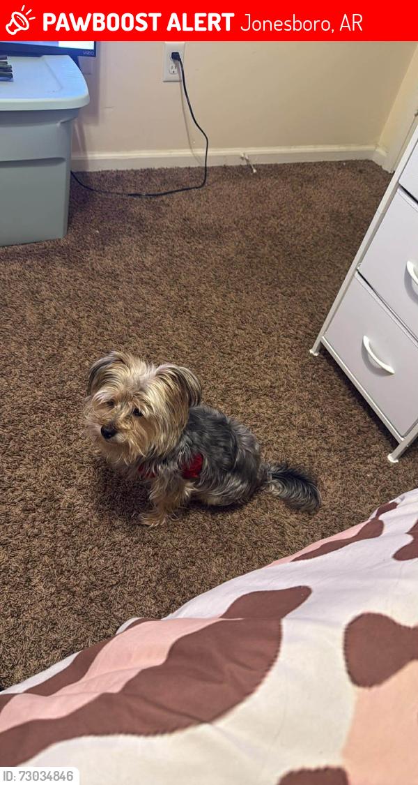 Lost Male Dog last seen Heather Ridge, Jonesboro, AR 72401