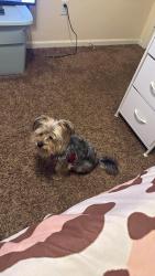 Lost Male Dog last seen Heather Ridge, Jonesboro, AR 72401