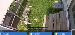 Found/Stray Unknown Dog last seen Tatani / northern dancer lane , Germantown, MD 20841