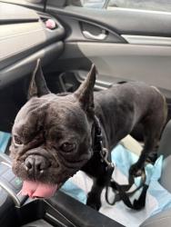 Reunited Male Dog last seen Century Central, Los Angeles, CA 90002