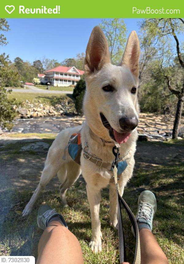 Reunited Female Dog last seen N McDonough Rd and Morris Mill RD, Griffin, GA 30223