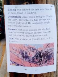 Lost Male Cat last seen Seaman Ave, Baldwin, NY 11510