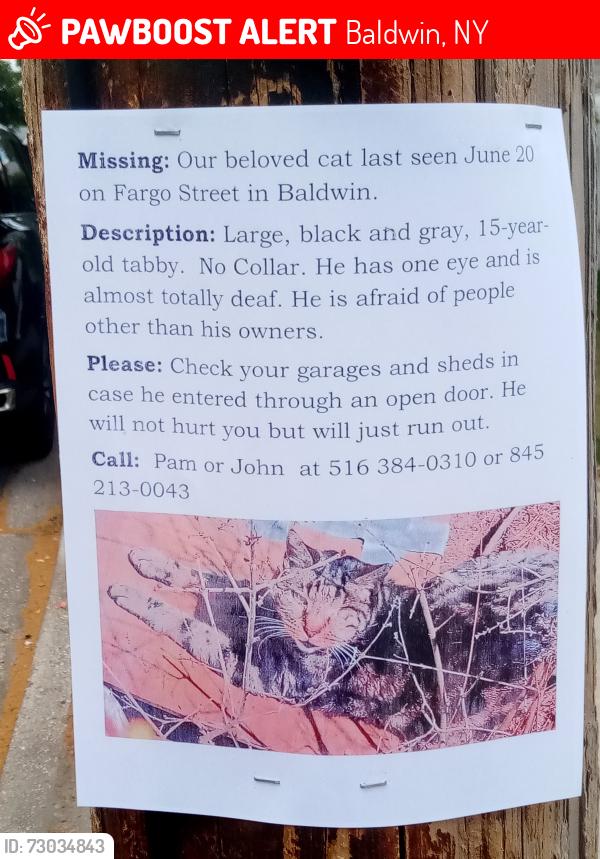 Lost Male Cat last seen Seaman Ave, Baldwin, NY 11510