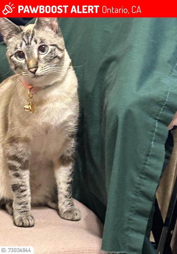 Lost Female Cat last seen W. Eucalyptus Street And W. Jacaranda St., Ontario, CA 91762