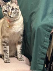 Lost Female Cat last seen W. Eucalyptus Street And W. Jacaranda St., Ontario, CA 91762