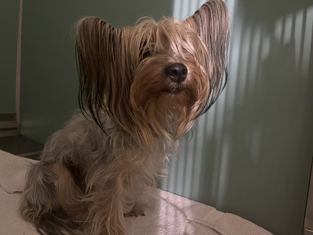 Shelter Stray Female Dog last seen Near Meserole Ave Avenue, BROOKLYN, NY, 11222, 326 E 110th St, New York, NY 10029, USA