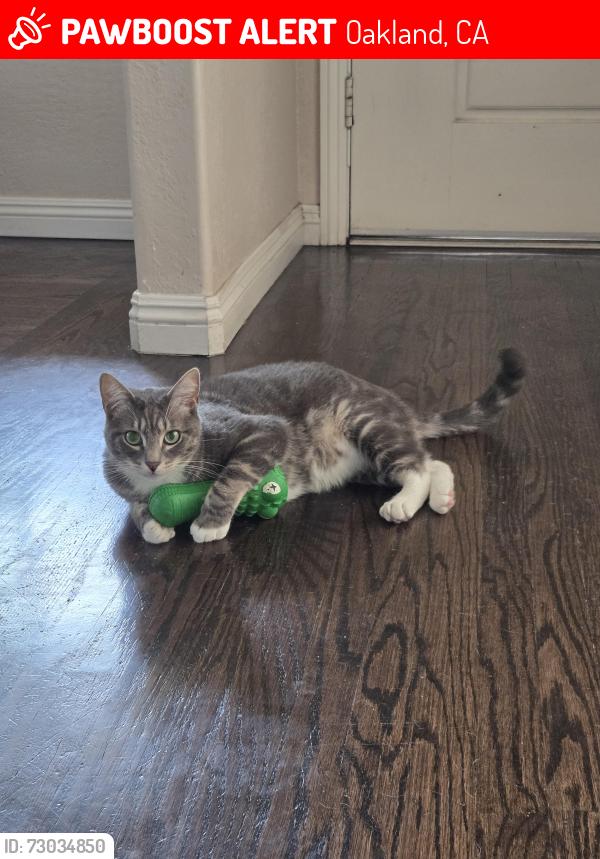 Lost Male Cat last seen Malcolm Ave and Broadmoor Blvd, Oakland CA, Oakland, CA 94605