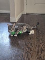 Lost Male Cat last seen Malcolm Ave and Broadmoor Blvd, Oakland CA, Oakland, CA 94605
