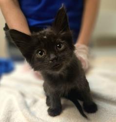 Shelter Stray Female Cat last seen Near Holmes Street, LIVERMORE, CA, 94550, 8323 Baldwin St, Oakland, CA 94621, USA