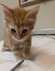 Shelter Stray Male Cat last seen Near Wallace Avenue, SAN LEANDRO, CA, 94577, 8323 Baldwin St, Oakland, CA 94621, USA