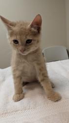 Shelter Stray Female Cat last seen Near Wallace Avenue, SAN LEANDRO, CA, 94577, 8323 Baldwin St, Oakland, CA 94621, USA