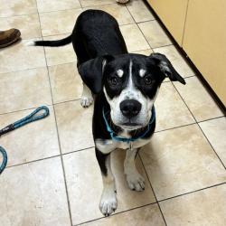Shelter Stray Male Dog last seen N Columbia Blvd & N Vancouver Ave, PORTLAND, OR, 97217, 1700 W Historic Columbia River Hwy, Troutdale, OR 97060, USA