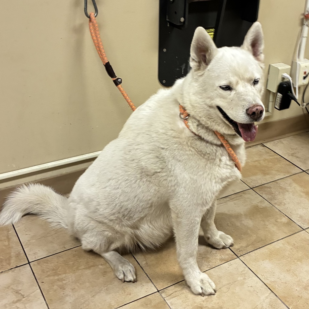 Shelter Stray Male Dog last seen 181st and Glisan, PORTLAND, OR, 97230, 1700 W Historic Columbia River Hwy, Troutdale, OR 97060, USA