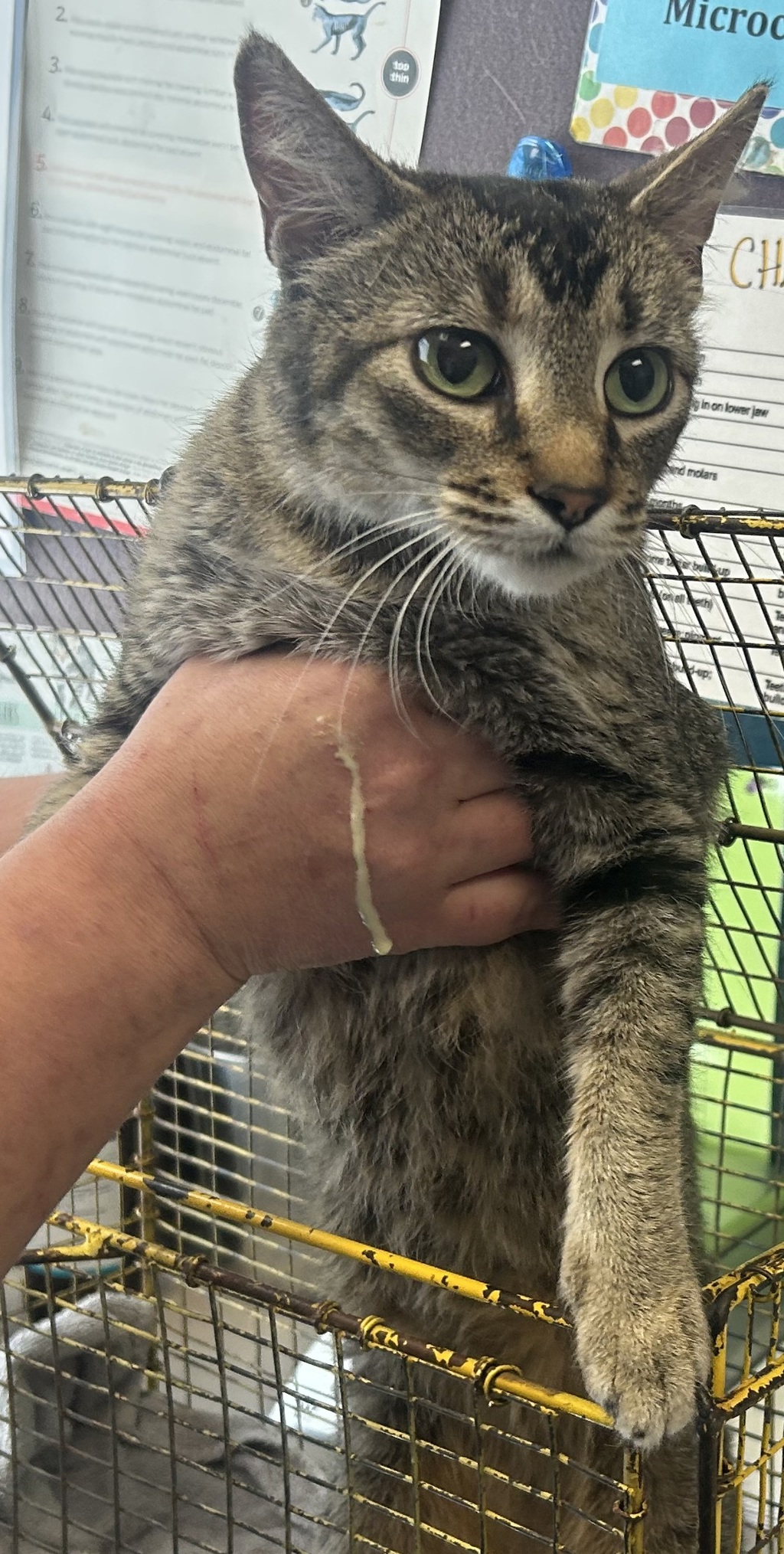 Shelter Stray Female Cat last seen Near S 8650 W, Magna Township, UT, 84044, 511 W 3900 S, Salt Lake City, UT 84123, USA