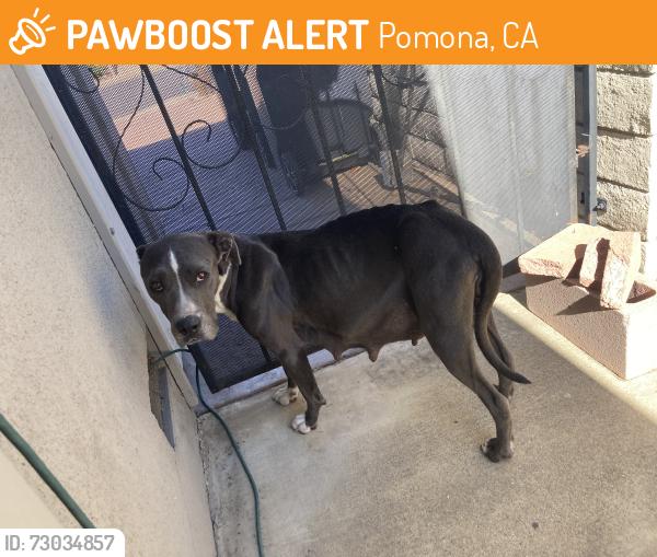 Found/Stray Female Dog last seen Ganesha Hills, Pomona, CA 91768
