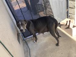 Found/Stray Female Dog last seen Ganesha Hills, Pomona, CA 91768