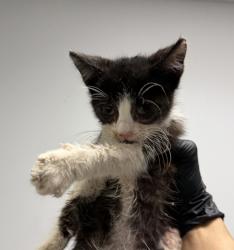 Shelter Stray Male Cat last seen San Diego, CA, 92114, 5500 Gaines St, San Diego, CA 92110, USA