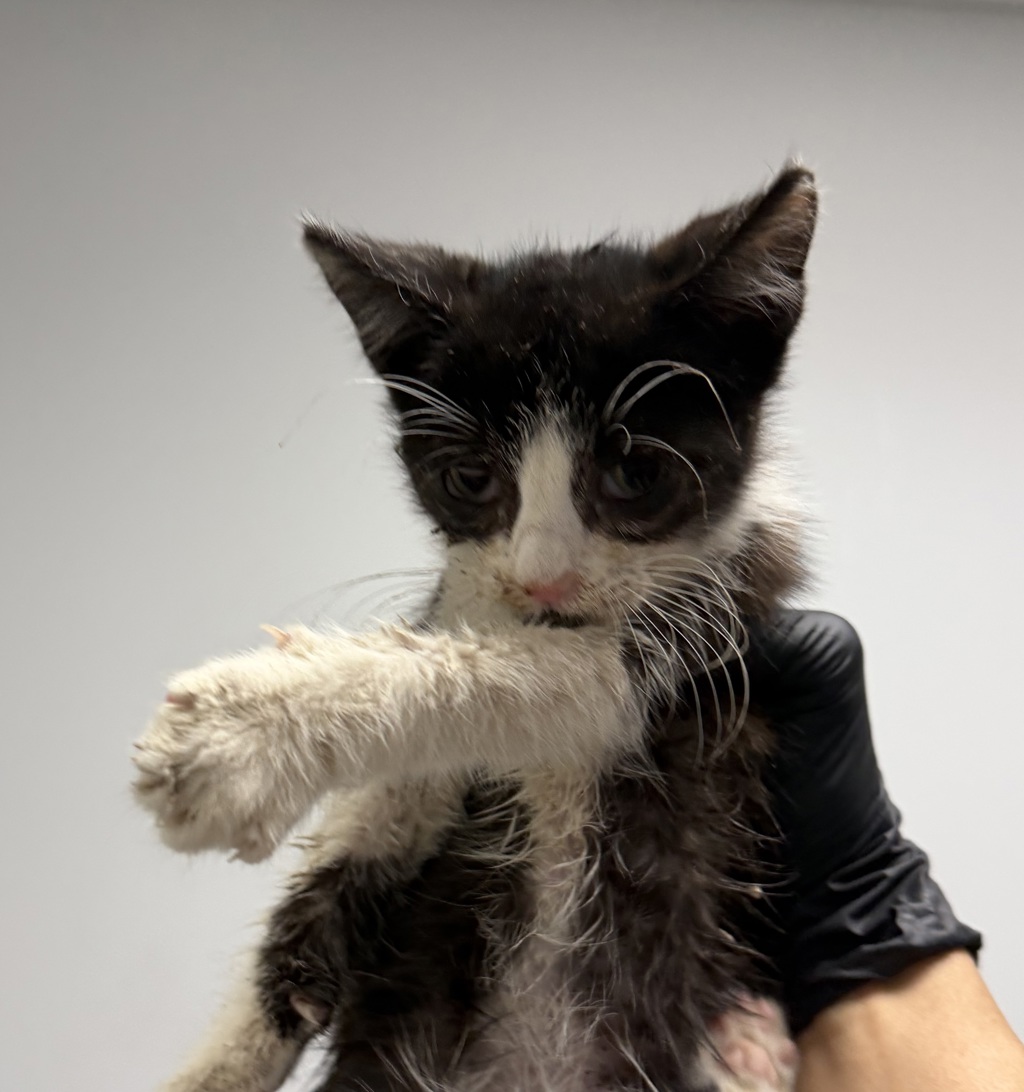 Shelter Stray Male Cat last seen San Diego, CA, 92114, 5500 Gaines St, San Diego, CA 92110, USA