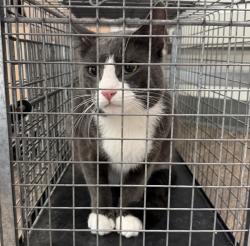 Shelter Stray Male Cat last seen Chollas Street, San Diego, CA, 92105, 5500 Gaines St, San Diego, CA 92110, USA