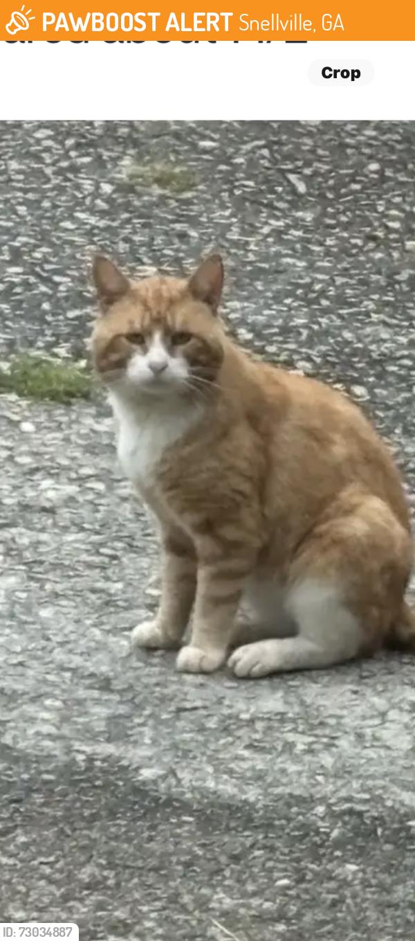 Found/Stray Unknown Cat last seen Oak road, Snellville, GA 30078