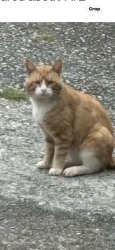 Found/Stray Unknown Cat last seen Oak road, Snellville, GA 30078