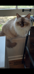 Lost Female Cat last seen Wolf River, Germantown, TN 38138