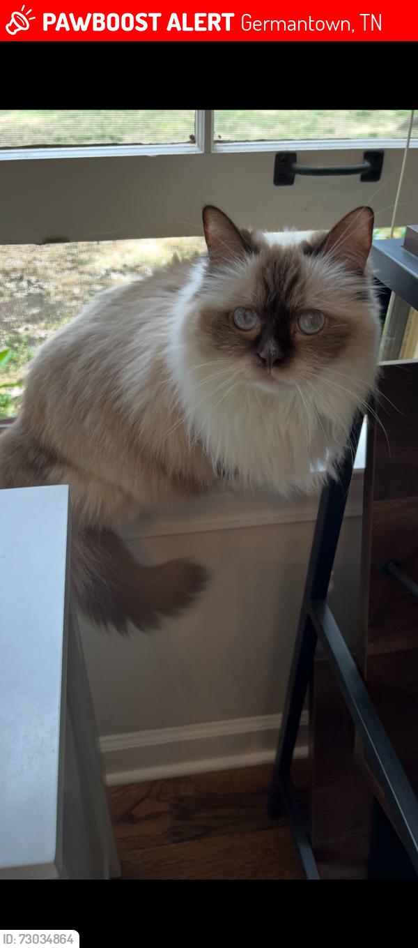 Lost Female Cat last seen Wolf River, Germantown, TN 38138